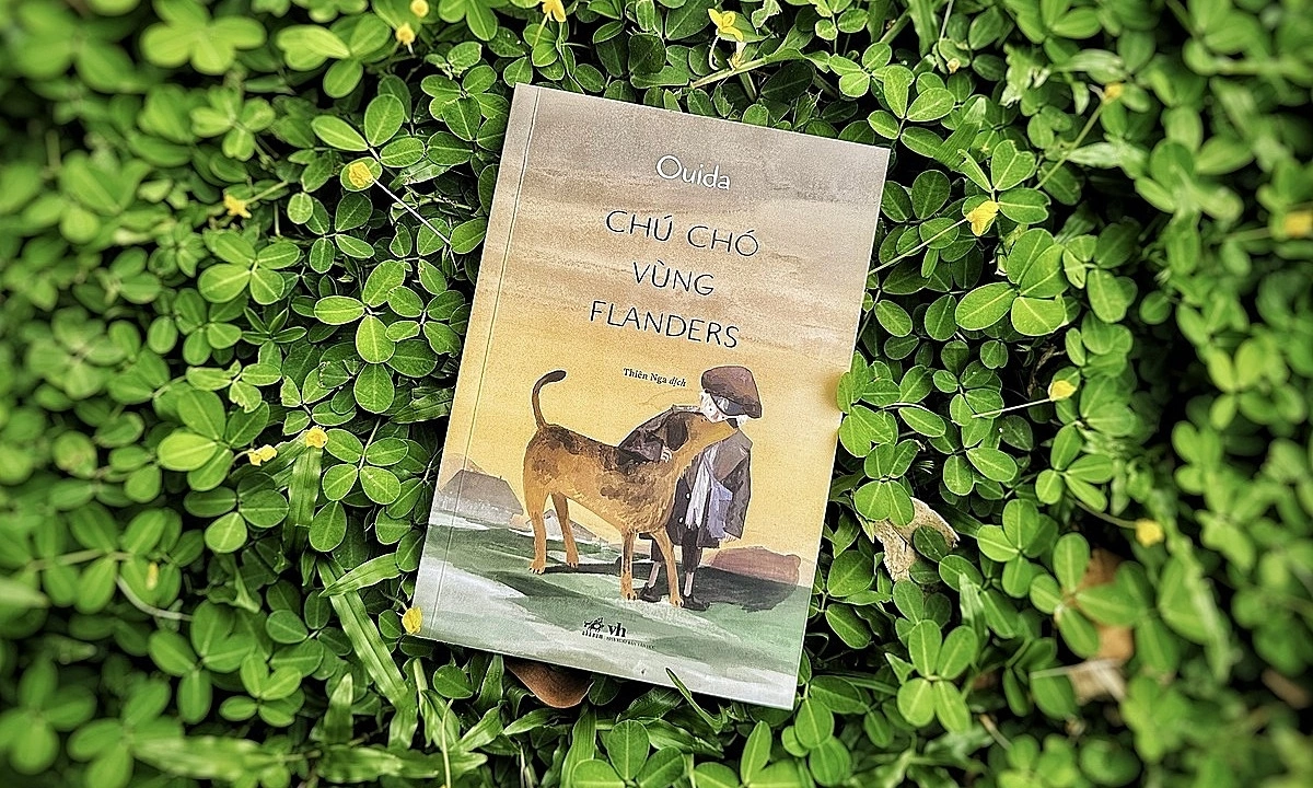 ‘Chú chó vùng Flanders’ hồn nhiên vượt nghịch cảnh - hình ảnh - 78winapp.vip